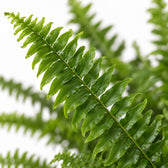 Schwertfarn 'Green Lady' (Nephrolepis) (40cm, Ø17cm), Nahaufnahme Blatt