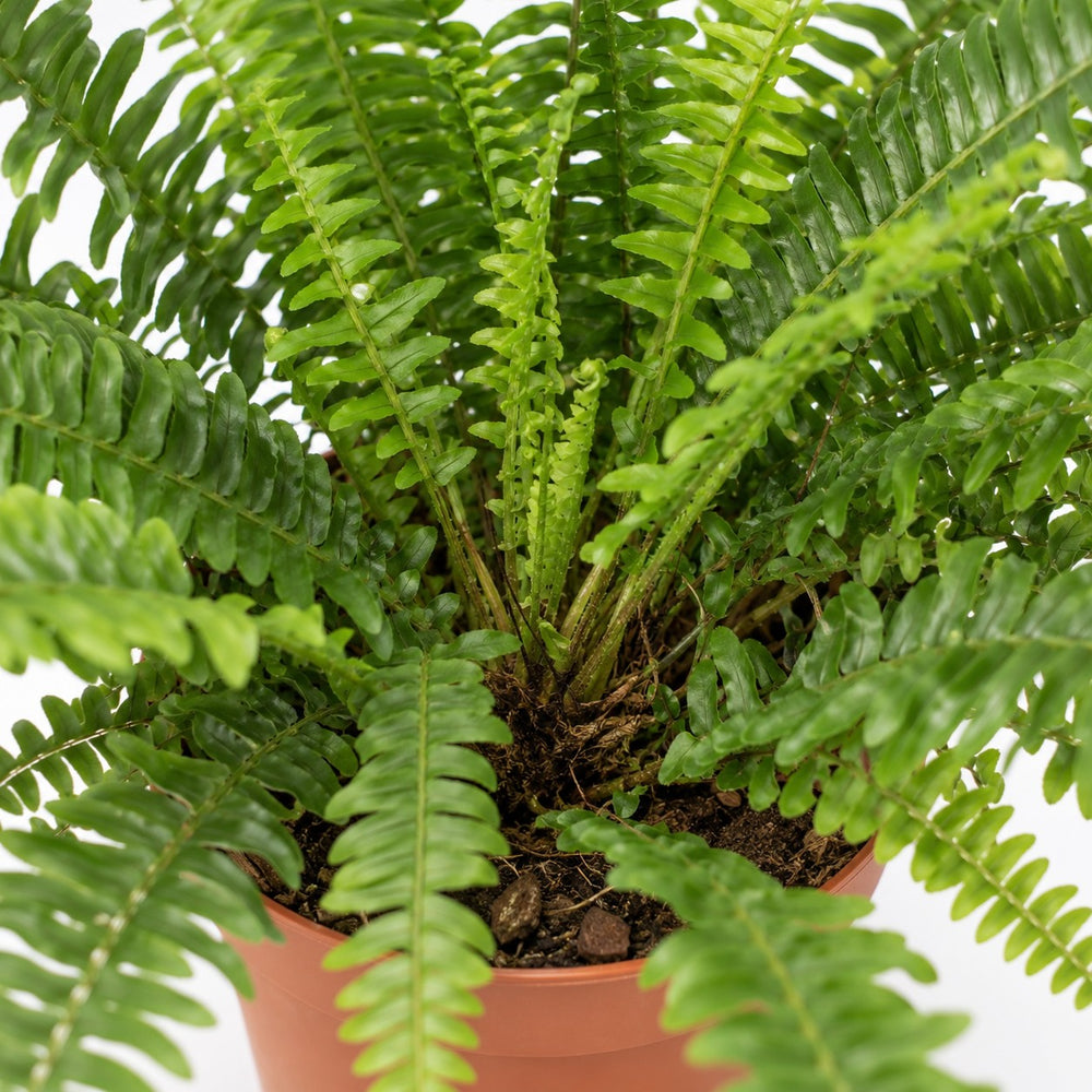 Schwertfarn 'Green Lady' (Nephrolepis) (40cm, Ø17cm), Nahaufnahme Wuchs und Triebansatz