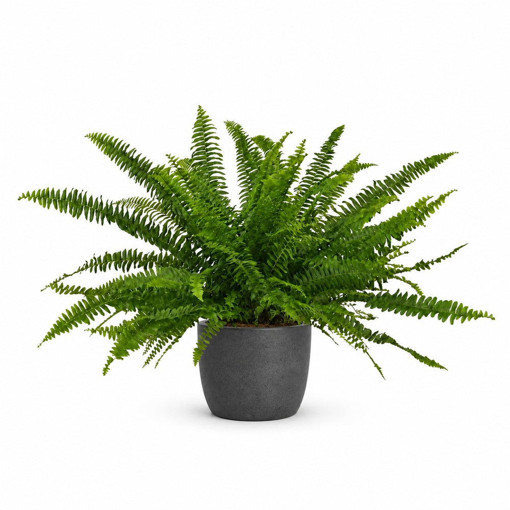 Schwertfarn 'Green Lady' (Nephrolepis) (40cm, Ø17cm), Stylingbeispiel im Übertopf (Übertopf nicht enthalten)