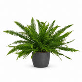 Schwertfarn 'Green Lady' (Nephrolepis) (40cm, Ø17cm), Stylingbeispiel im Übertopf (Übertopf nicht enthalten)