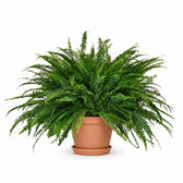 Schwertfarn 'Green Lady' (Nephrolepis) (60cm, Ø19cm), Stylingbeispiel im Übertopf (Übertopf nicht enthalten)