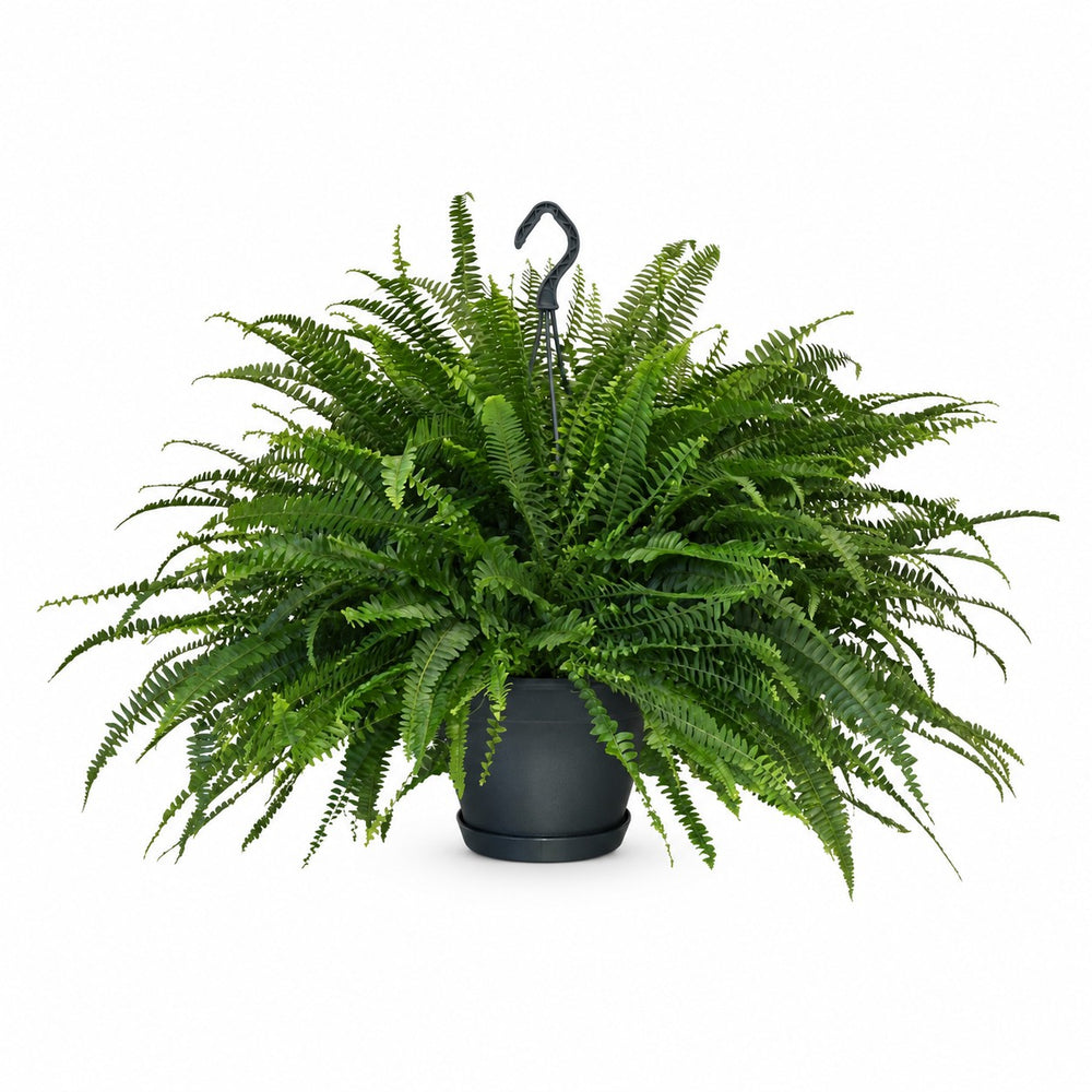 Schwertfarn 'Green Lady' (Nephrolepis) (60cm, Ø20cm) im Kulturtopf
