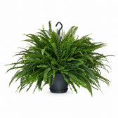 Schwertfarn 'Green Lady' (Nephrolepis) (60cm, Ø20cm) im Kulturtopf