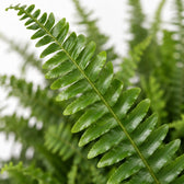 Schwertfarn 'Green Lady' (Nephrolepis) (60cm, Ø20cm), Nahaufnahme Blatt