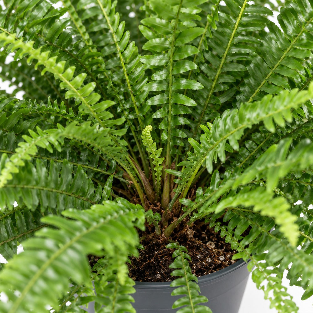 Schwertfarn 'Green Lady' (Nephrolepis) (60cm, Ø20cm), Nahaufnahme Wuchs und Triebansatz