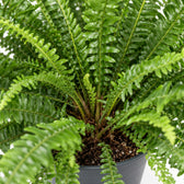 Schwertfarn 'Green Lady' (Nephrolepis) (60cm, Ø20cm), Nahaufnahme Wuchs und Triebansatz