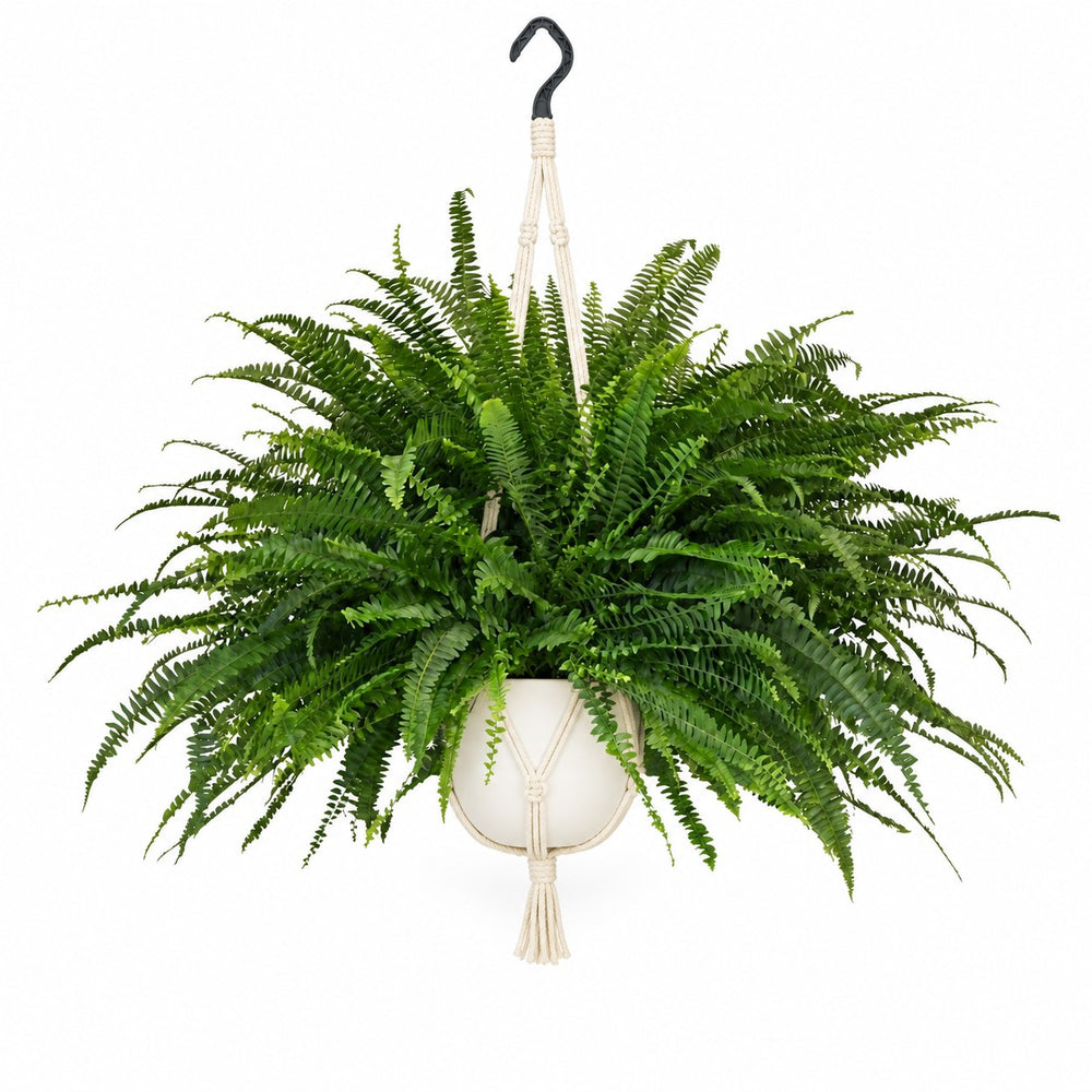 Schwertfarn 'Green Lady' (Nephrolepis) (60cm, Ø20cm), Stylingbeispiel im Übertopf (Übertopf nicht enthalten)