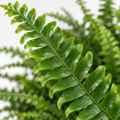 Schwertfarn 'Green Lady' (Nephrolepis), Nahaufnahme Blatt