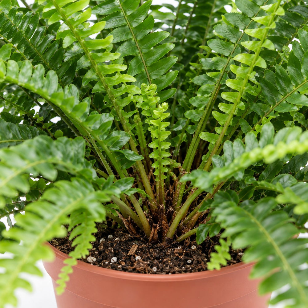 Schwertfarn 'Green Lady' (Nephrolepis), Nahaufnahme Wuchs und Triebansatz