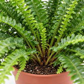 Schwertfarn 'Green Lady' (Nephrolepis), Nahaufnahme Wuchs und Triebansatz