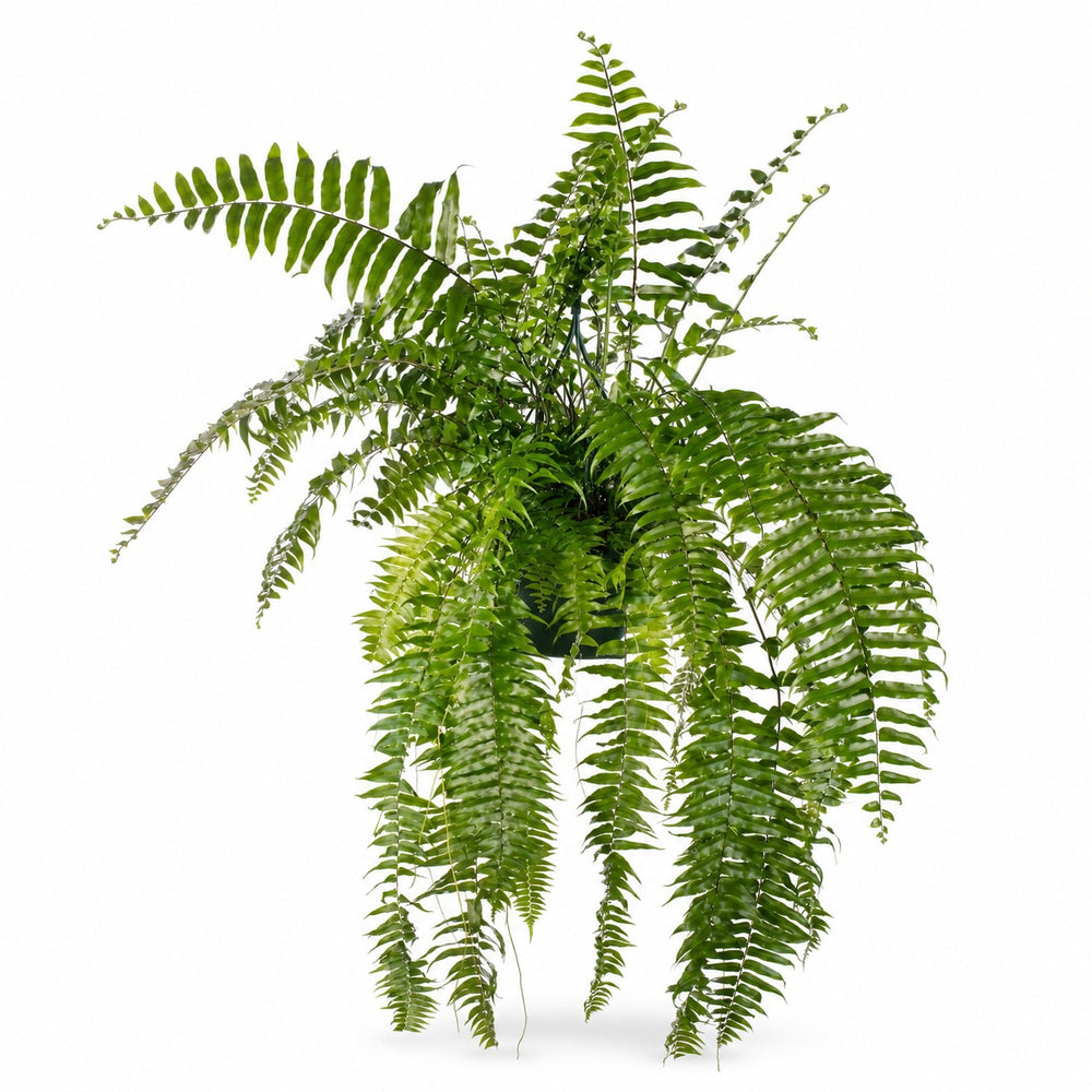 Nephrolepis Macho (100cm, Ø20cm) im Kulturtopf