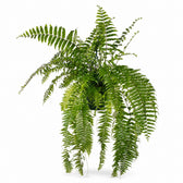 Nephrolepis Macho (100cm, Ø20cm) im Kulturtopf