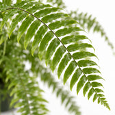 Nephrolepis Macho, Nahaufnahme Blatt