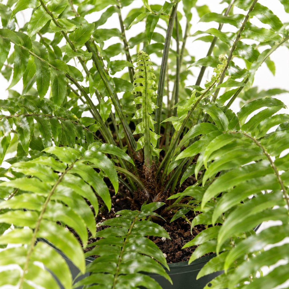 Nephrolepis Macho, Nahaufnahme Wuchs und Triebansatz