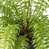 Nephrolepis Macho, Nahaufnahme Wuchs und Triebansatz