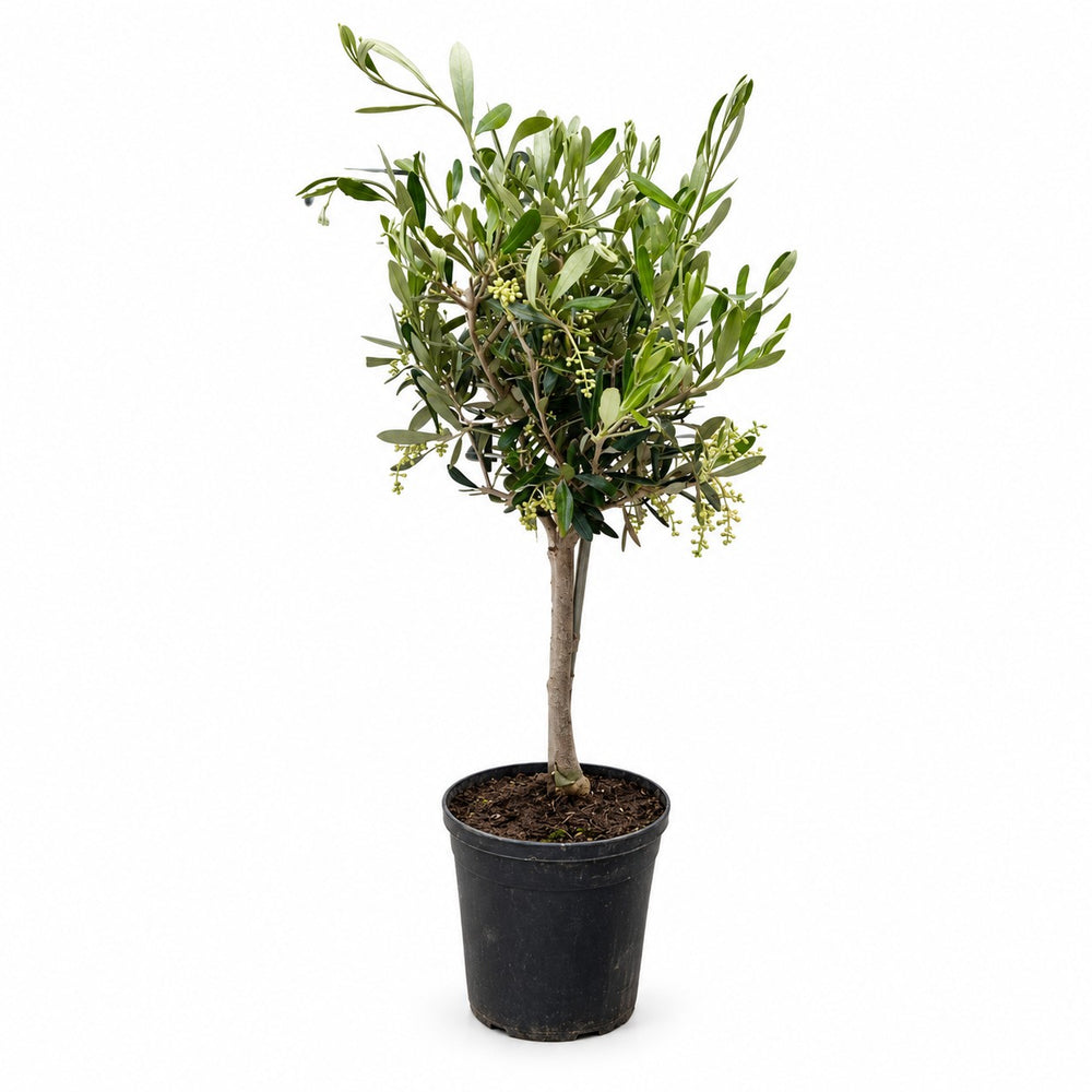 Olivenbäumchen (Olea Europaea) (60cm, Ø15cm) im Kulturtopf