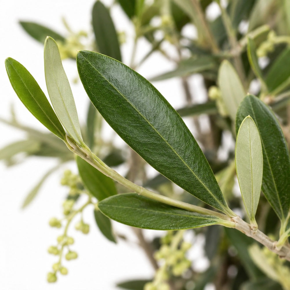 Olivenbäumchen (Olea Europaea) (60cm, Ø15cm), Nahaufnahme Blatt