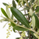 Olivenbäumchen (Olea Europaea) (60cm, Ø15cm), Nahaufnahme Blatt