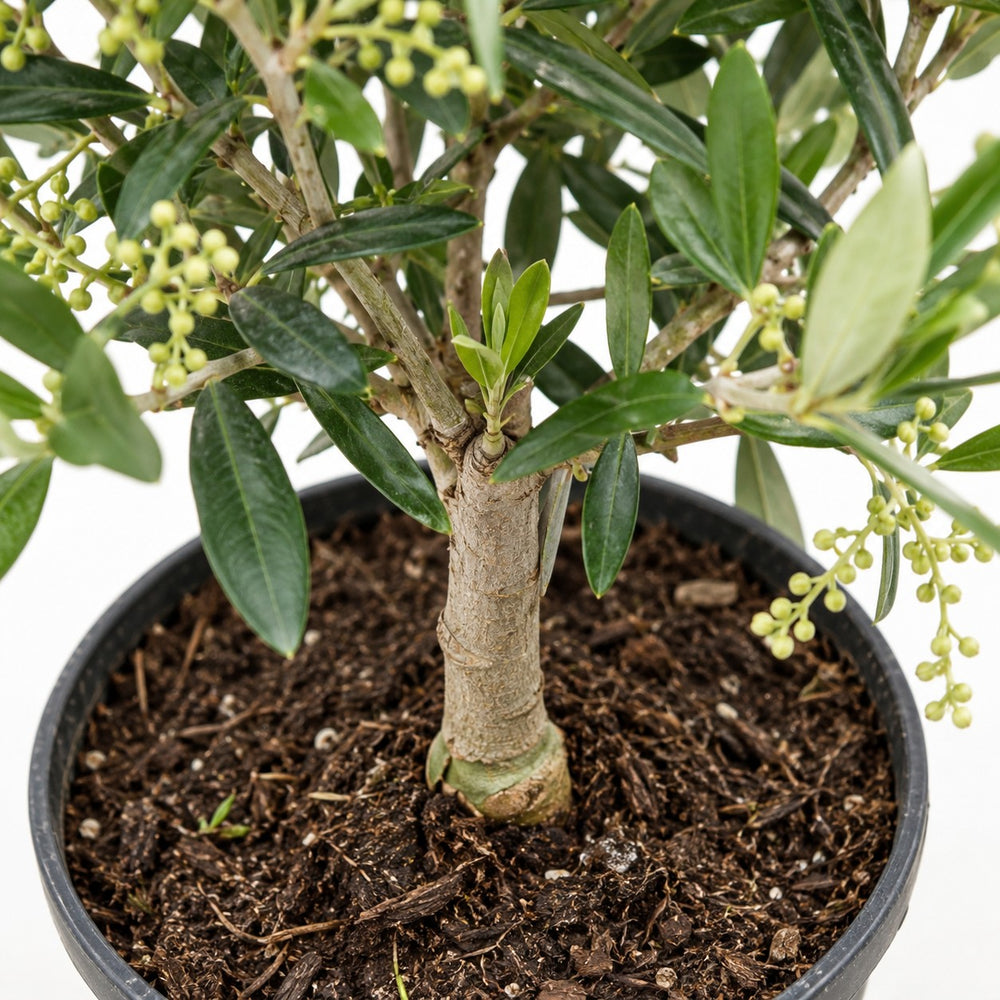 Olivenbäumchen (Olea Europaea) (60cm, Ø15cm), Nahaufnahme Wuchs und Triebansatz