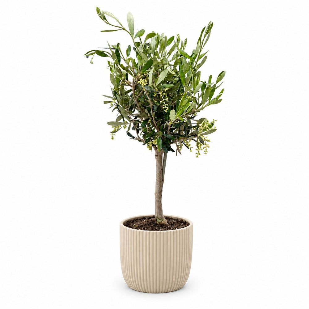 Olivenbäumchen (Olea Europaea) (60cm, Ø15cm), Stylingbeispiel im Übertopf (Übertopf nicht enthalten)
