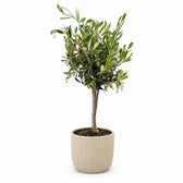 Olivenbäumchen (Olea Europaea) (60cm, Ø15cm), Stylingbeispiel im Übertopf (Übertopf nicht enthalten)