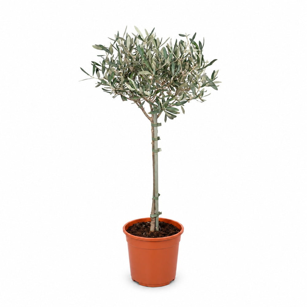 Olivenbäumchen (Olea Europaea) (90cm, Ø19cm) im Kulturtopf