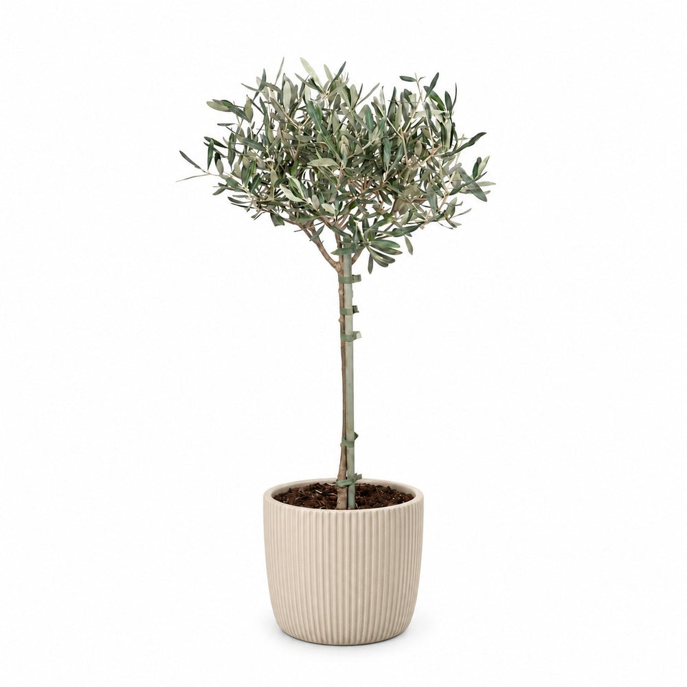 Olivenbäumchen (Olea Europaea) (90cm, Ø19cm), Stylingbeispiel im Übertopf (Übertopf nicht enthalten)