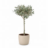 Olivenbäumchen (Olea Europaea) (90cm, Ø19cm), Stylingbeispiel im Übertopf (Übertopf nicht enthalten)