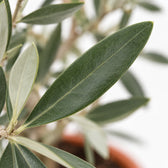 Olivenbäumchen (Olea Europaea), Nahaufnahme Blatt