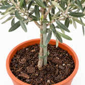 Olivenbäumchen (Olea Europaea), Nahaufnahme Wuchs und Triebansatz