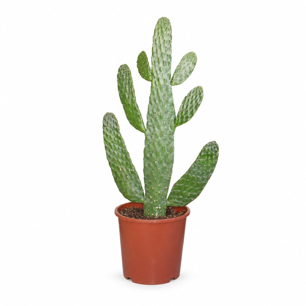 Opuntia Consolea (55cm, Ø17cm) im Kulturtopf