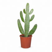 Opuntia Consolea (55cm, Ø17cm) im Kulturtopf