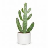 Opuntia Consolea (55cm, Ø17cm), Stylingbeispiel im Übertopf (Übertopf nicht enthalten)