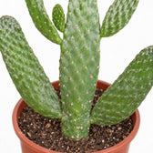 Opuntia Consolea, Nahaufnahme Wuchs und Triebansatz