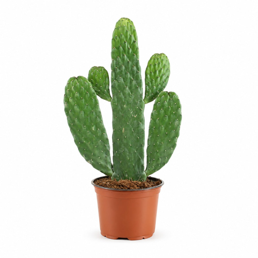 Opuntia Rubescens Consolea (35cm, Ø12cm) im Kulturtopf