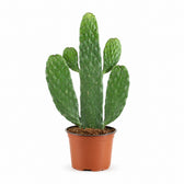 Opuntia Rubescens Consolea (35cm, Ø12cm) im Kulturtopf