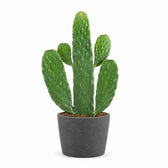 Opuntia Rubescens Consolea (35cm, Ø12cm), Stylingbeispiel im Übertopf (Übertopf nicht enthalten)