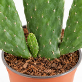 Opuntia Rubescens Consolea, Nahaufnahme Wuchs und Triebansatz