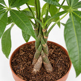Pachira Aquatica (120cm, Ø24cm), Nahaufnahme Wuchs und Triebansatz