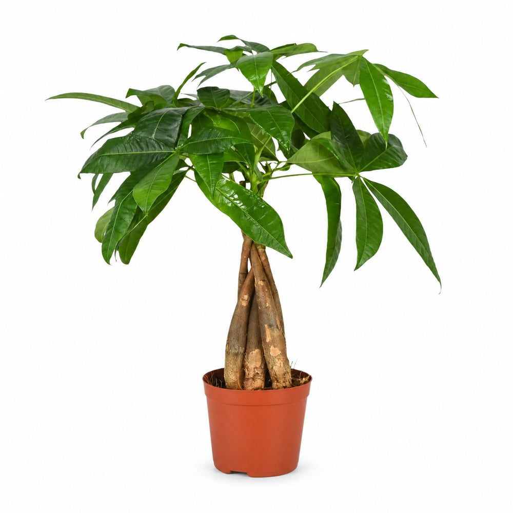 Pachira Aquatica (35cm, Ø12cm) im Kulturtopf