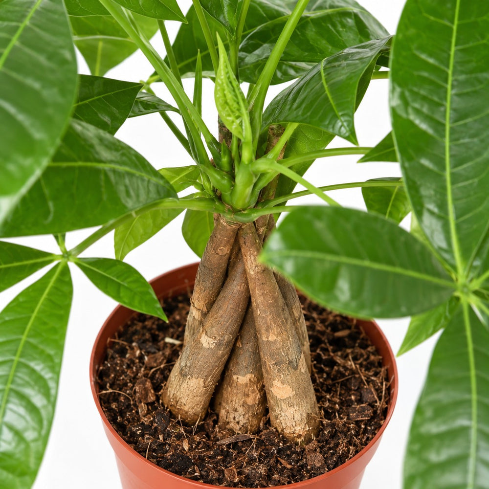 Pachira Aquatica (35cm, Ø12cm), Nahaufnahme Wuchs und Triebansatz