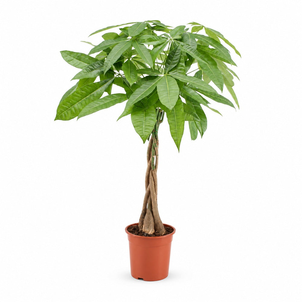 Pachira Aquatica (80cm, Ø19cm) im Kulturtopf
