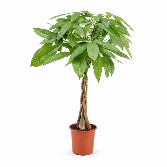 Pachira Aquatica