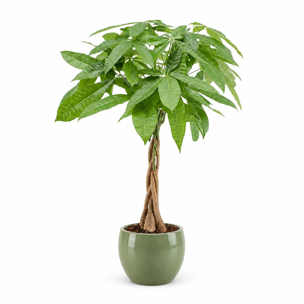 Pachira Aquatica (80cm, Ø19cm), Stylingbeispiel im Übertopf (Übertopf nicht enthalten)