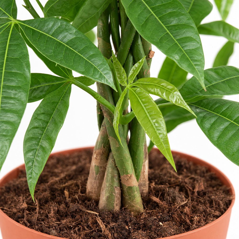Pachira Aquatica (90cm, Ø21cm), Nahaufnahme Wuchs und Triebansatz