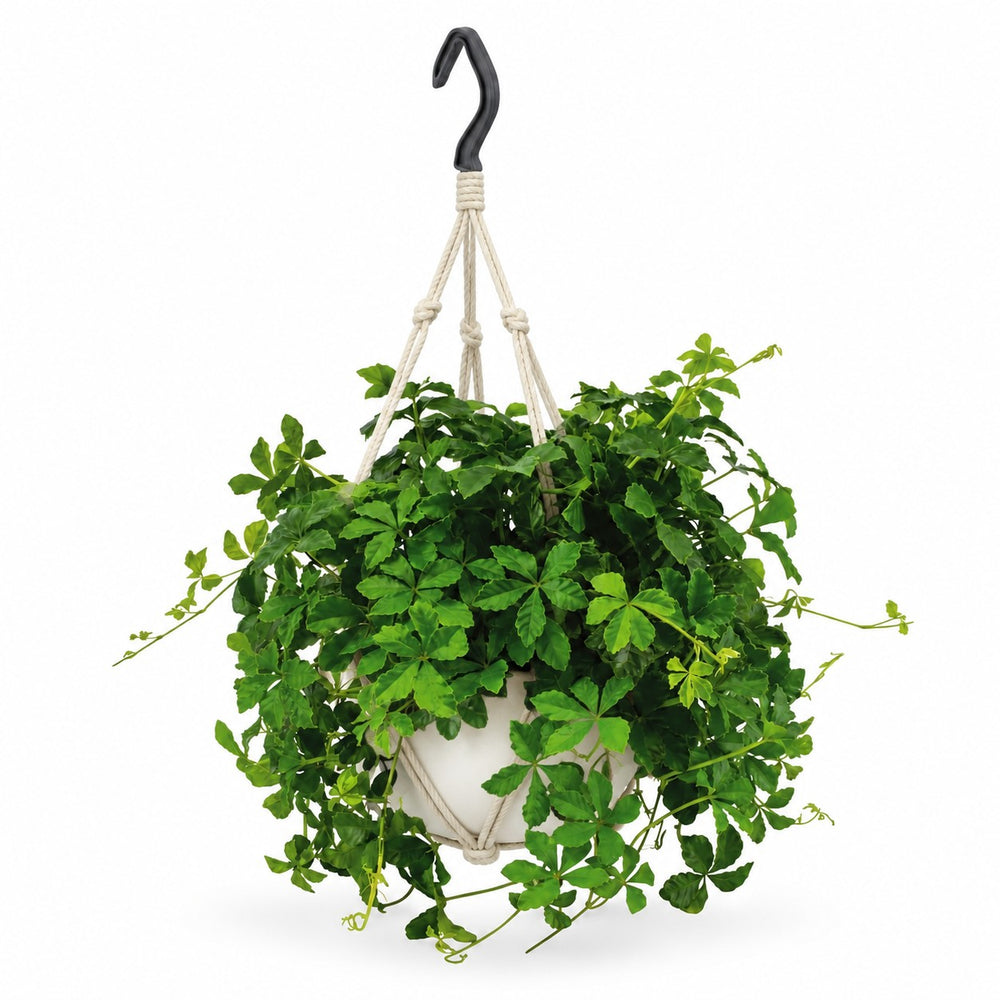 Parthenocissus Striatha hängend (15cm, Ø15cm), Stylingbeispiel im Übertopf (Übertopf nicht enthalten)