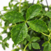 Parthenocissus Striatha hängend, Nahaufnahme Blatt