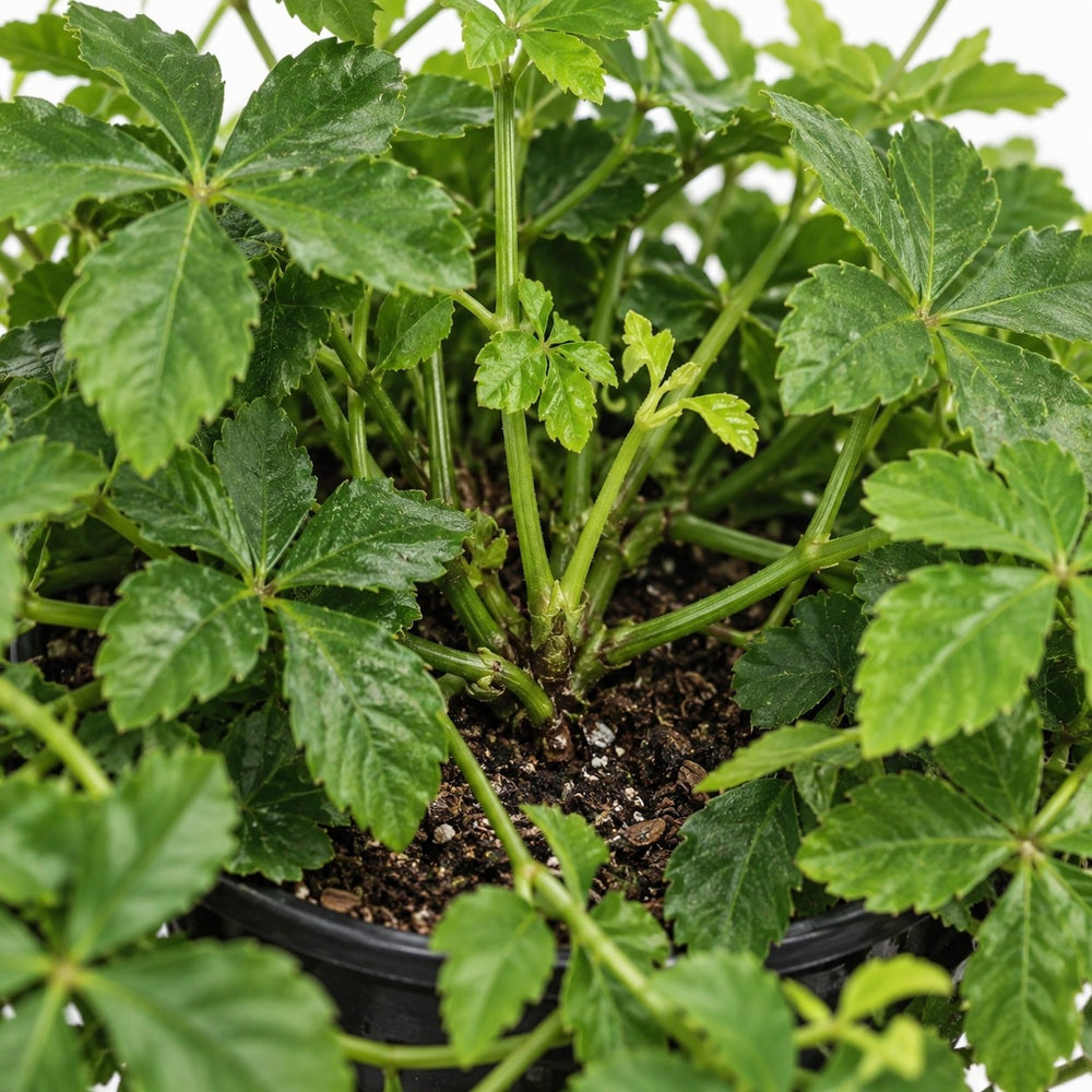 Parthenocissus Striatha hängend, Nahaufnahme Wuchs und Triebansatz