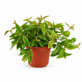Peperomia Ang. Rocca Vivace (15cm, Ø11cm) im Kulturtopf