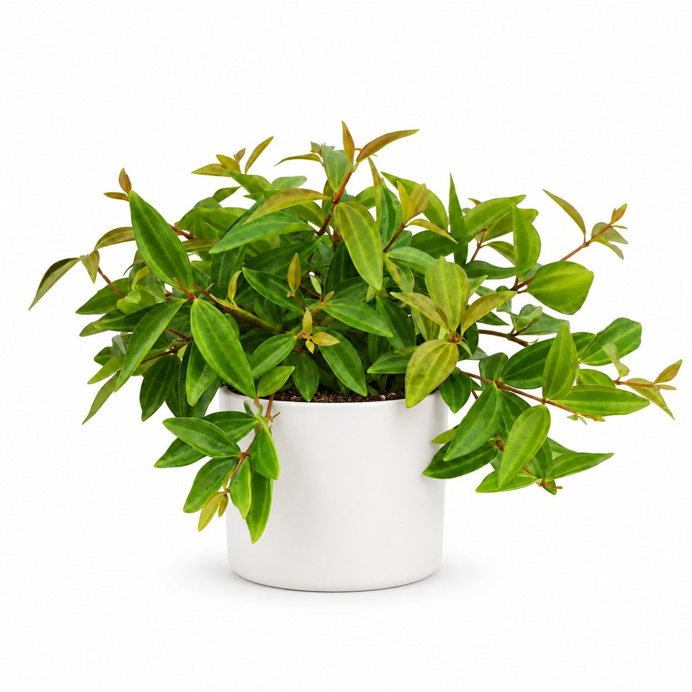 Peperomia Ang. Rocca Vivace (15cm, Ø11cm), Stylingbeispiel im Übertopf (Übertopf nicht enthalten)